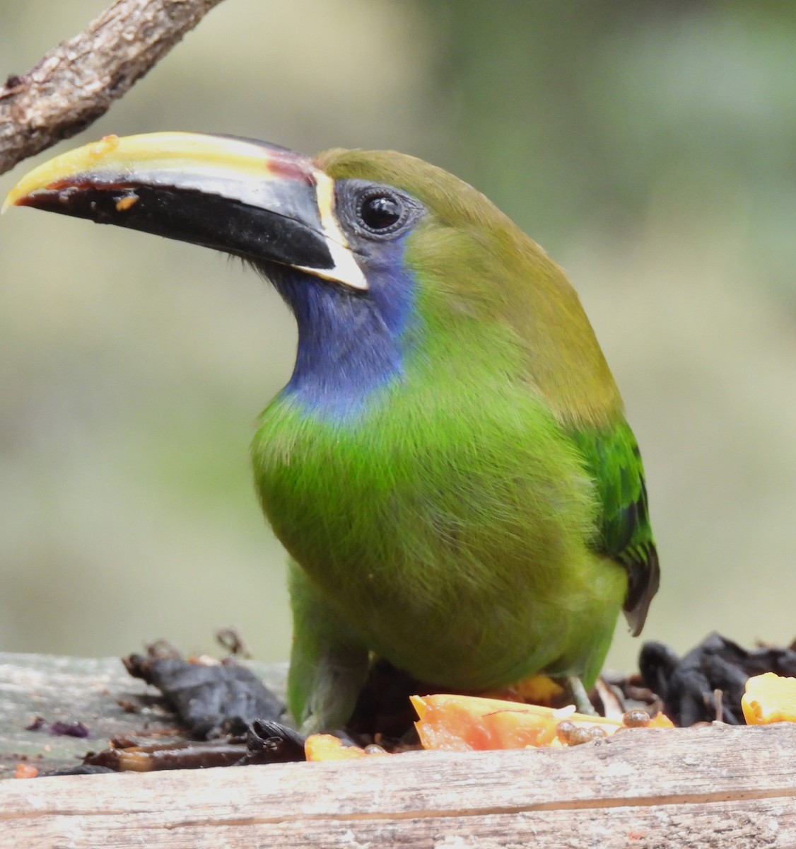 Northern Emerald-Toucanet (Blue-throated) - ML616551296