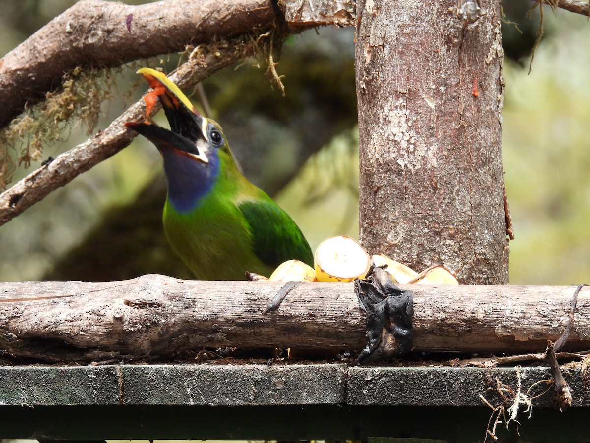 Northern Emerald-Toucanet (Blue-throated) - ML616551301