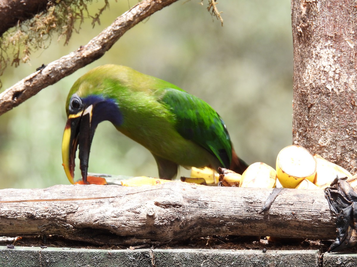 Northern Emerald-Toucanet (Blue-throated) - ML616551302