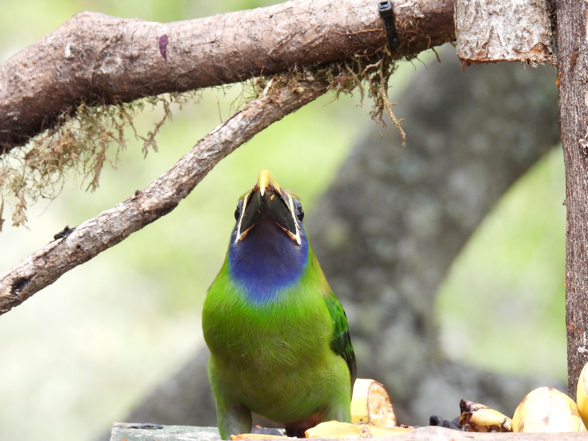 Northern Emerald-Toucanet (Blue-throated) - ML616551303