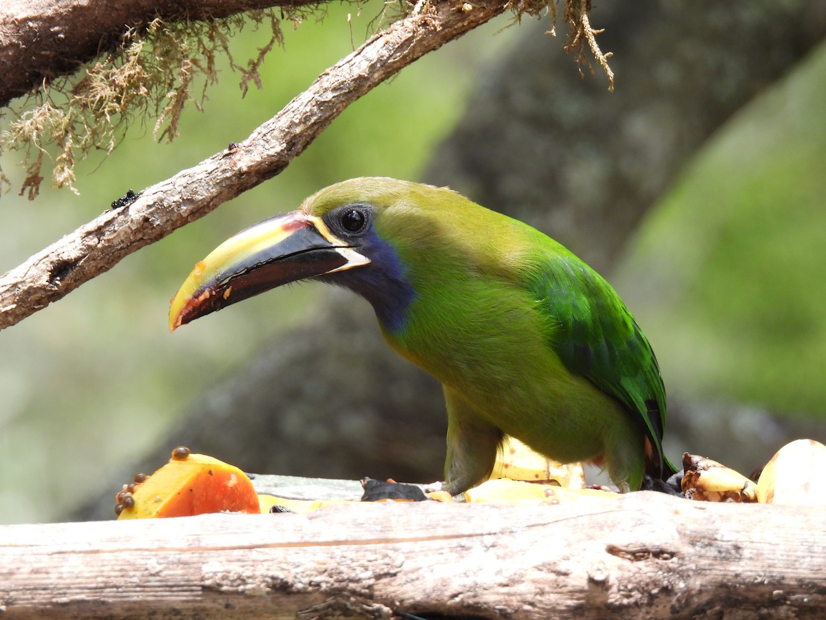 Northern Emerald-Toucanet (Blue-throated) - ML616551307