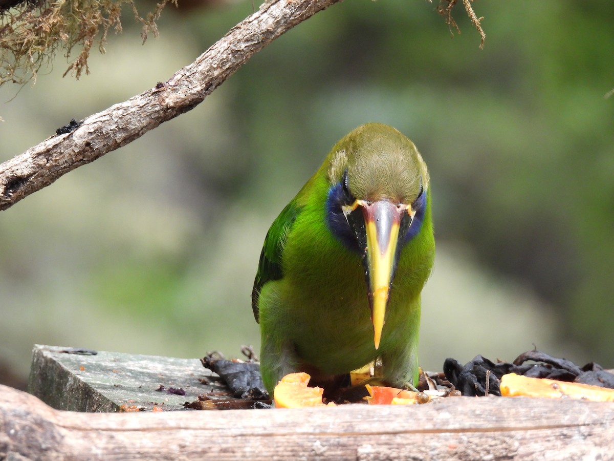 Northern Emerald-Toucanet (Blue-throated) - ML616551308