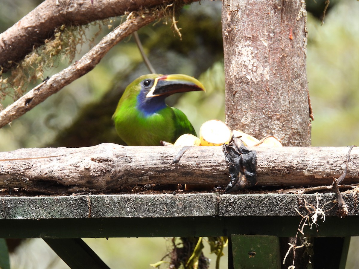 Northern Emerald-Toucanet (Blue-throated) - ML616551309