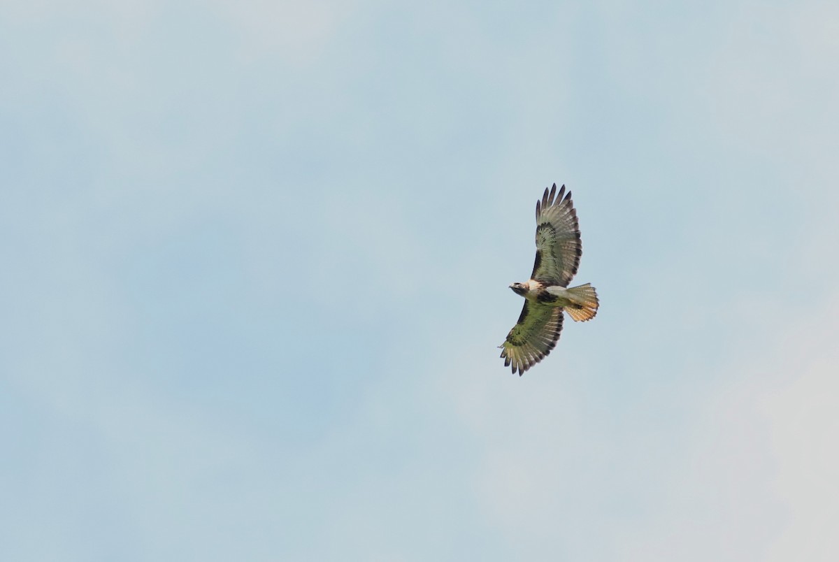 Red-tailed Hawk (jamaicensis) - ML616551311