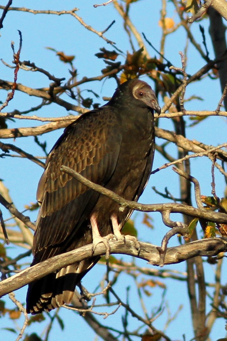 Turkey Vulture - ML616551319