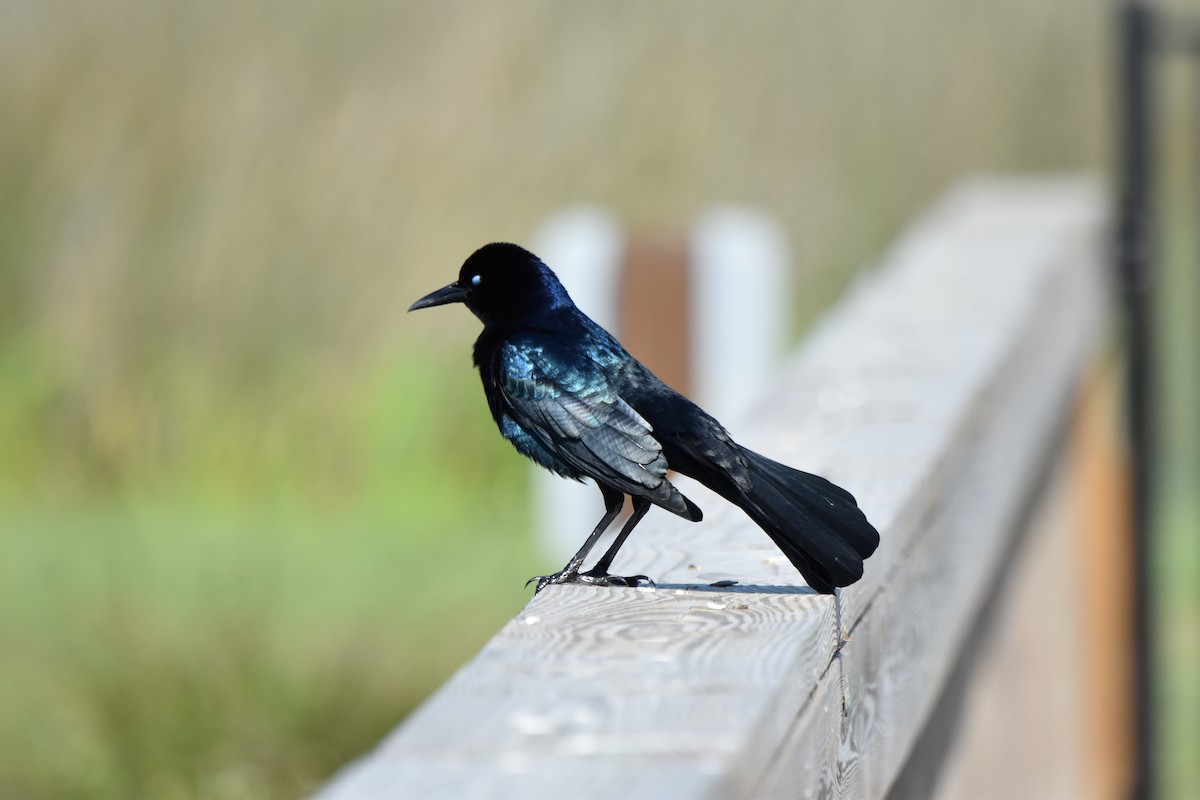 Boat-tailed Grackle - ML616551324