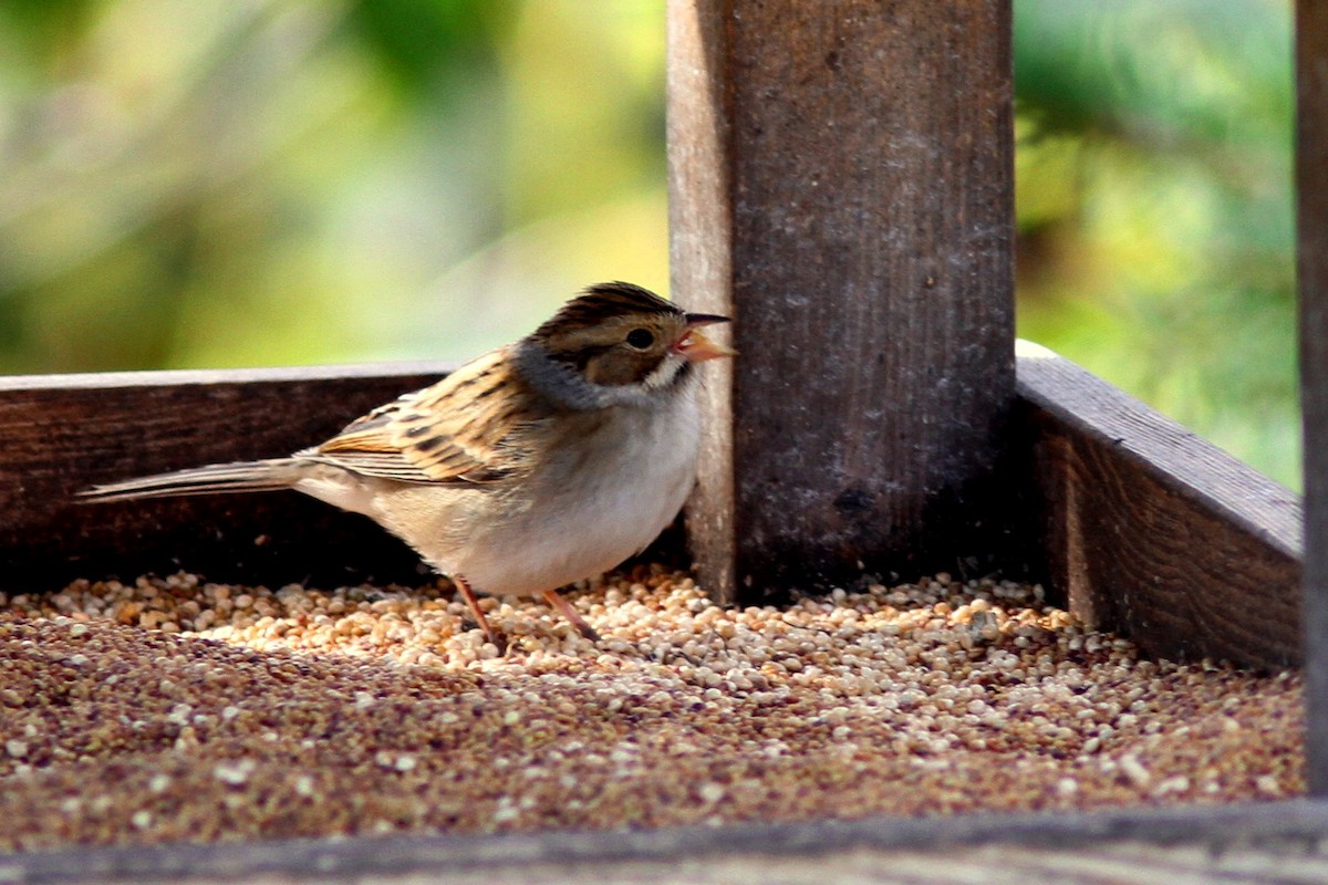 Clay-colored Sparrow - Maurice Raymond