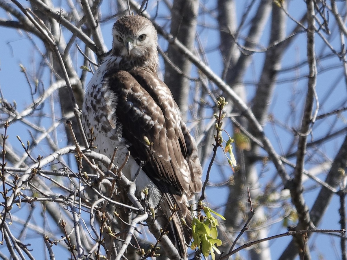 Red-tailed Hawk - ML616551398