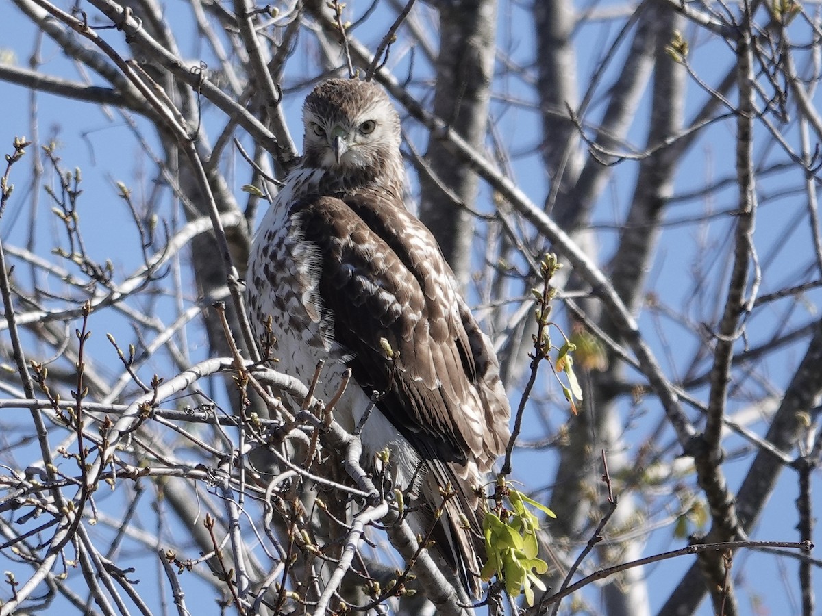 Red-tailed Hawk - ML616551400