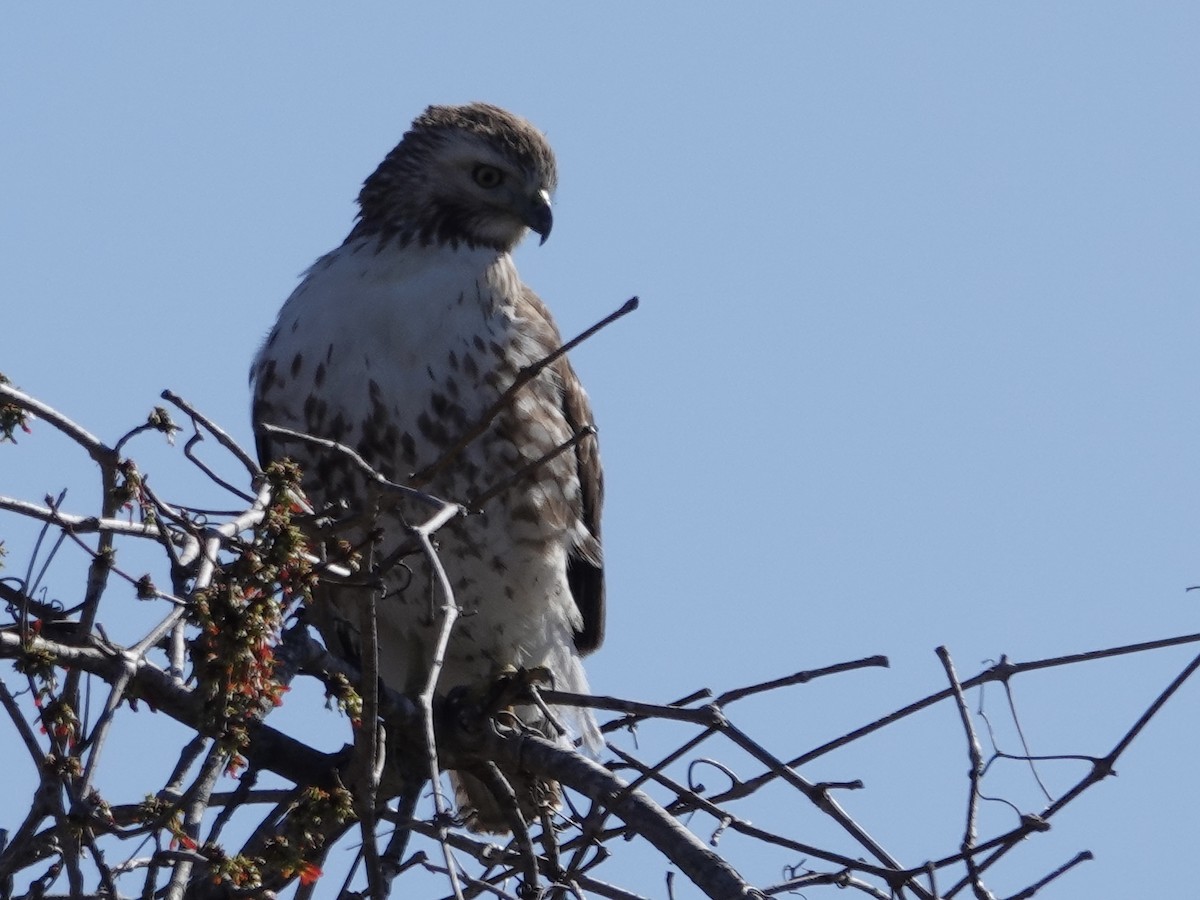 Red-tailed Hawk - ML616551402