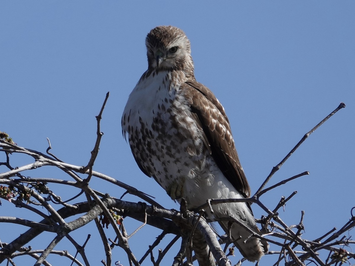 Red-tailed Hawk - ML616551404