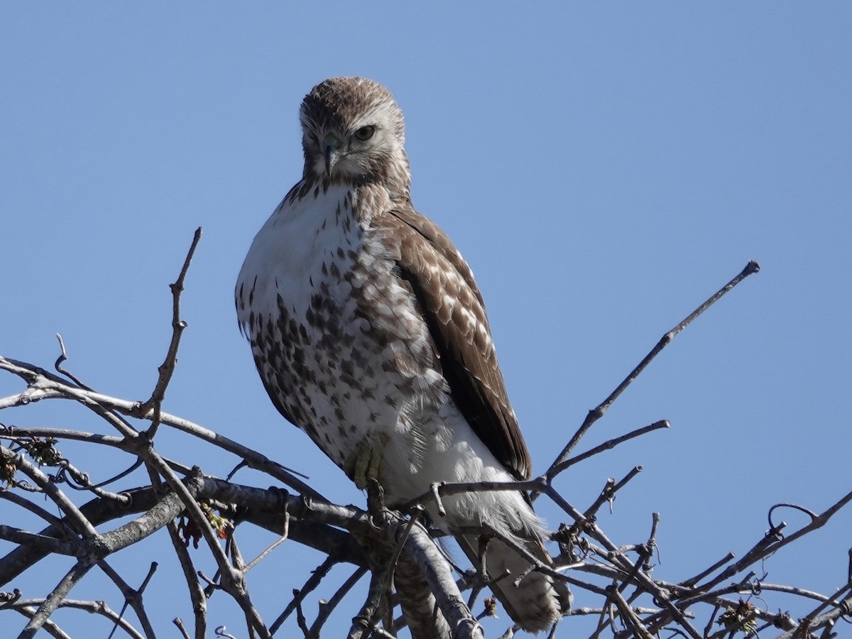 Red-tailed Hawk - ML616551405