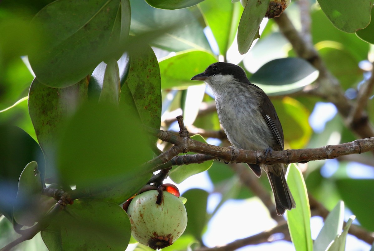 Puerto Rican Tanager - ML616551623