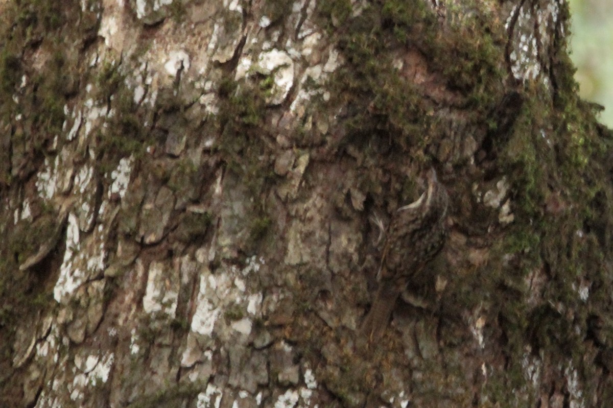 Bar-tailed Treecreeper - ML616551635