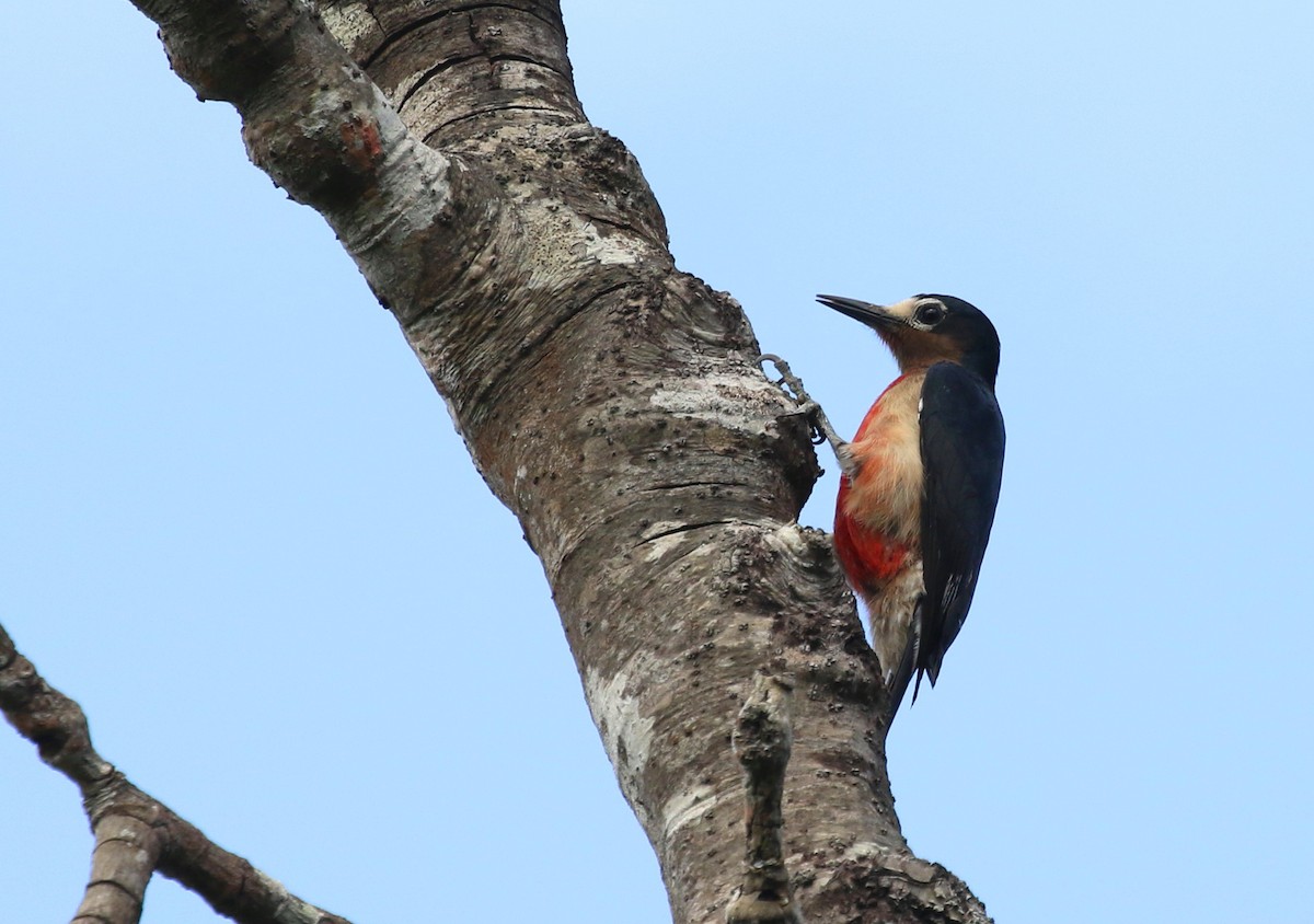 Puerto Rican Woodpecker - Aaron Graham