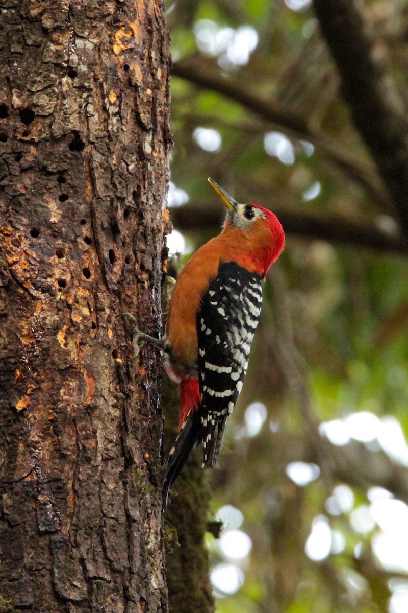 Rufous-bellied Woodpecker - ML616551816