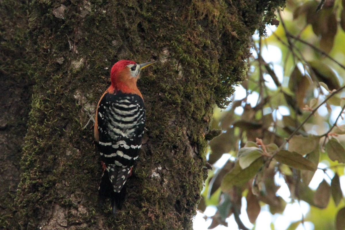 Rufous-bellied Woodpecker - ML616551818