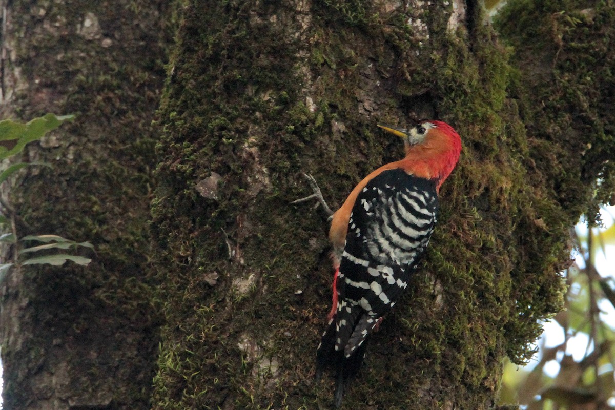 Rufous-bellied Woodpecker - Marc Gálvez