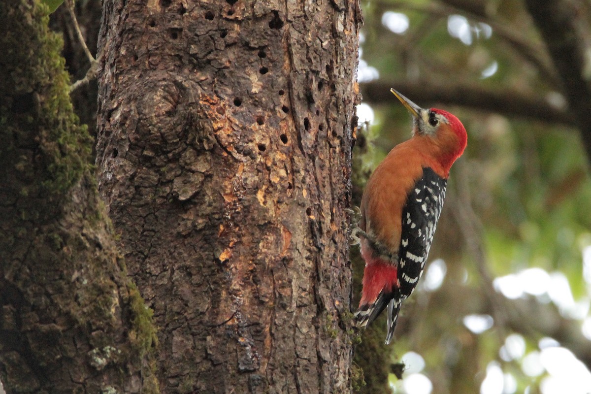 Rufous-bellied Woodpecker - ML616551820