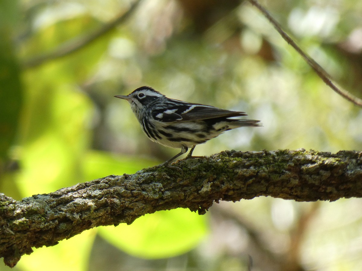 Black-and-white Warbler - ML616551985