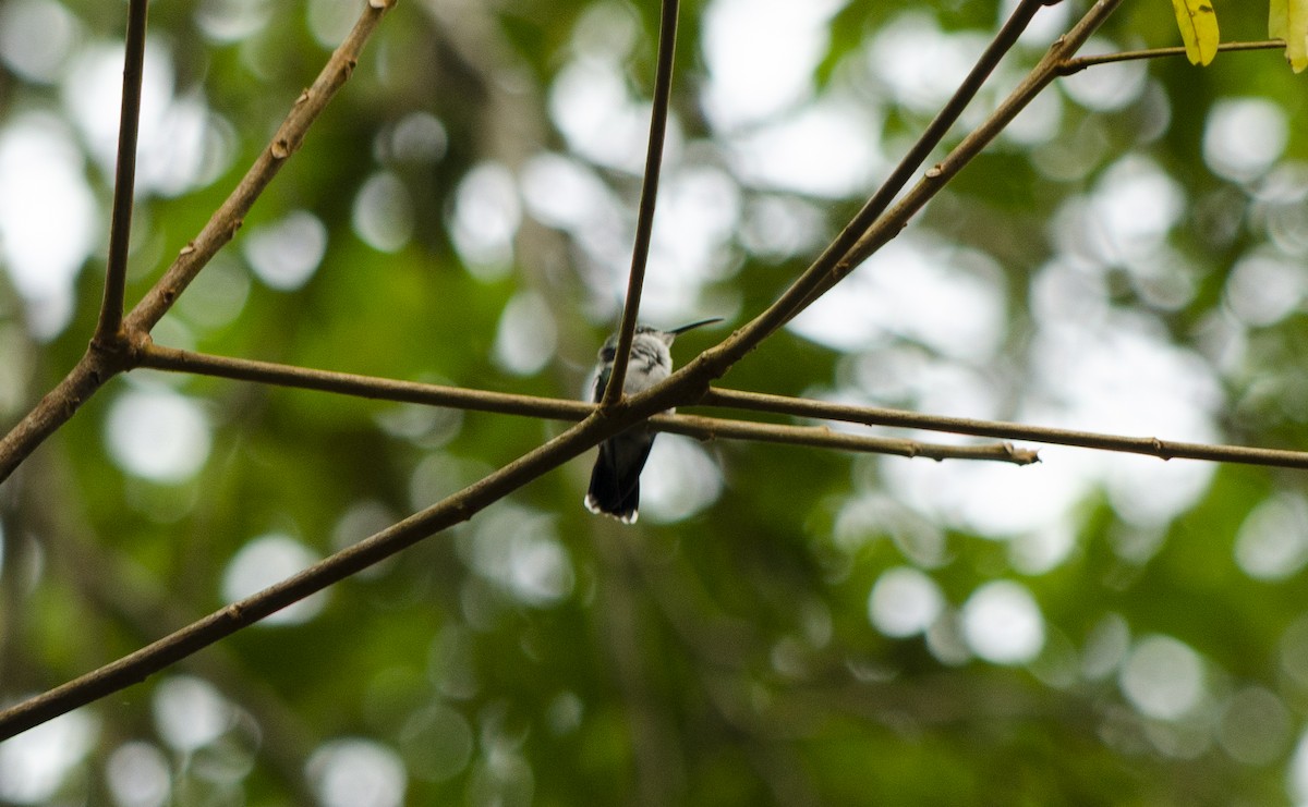 Колібрі-лісовичок буроголовий - ML616552006