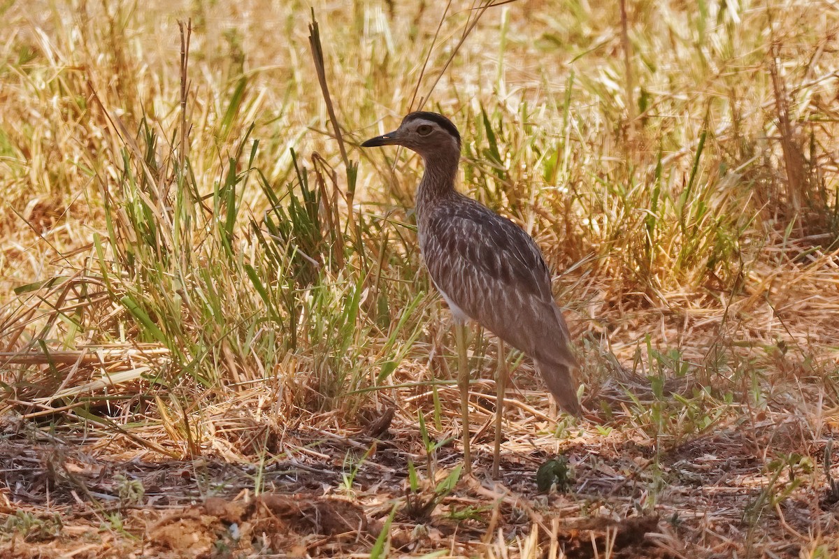 Double-striped Thick-knee - ML616552126