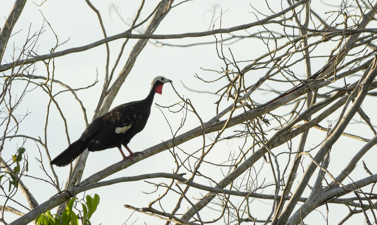 Red-throated Piping-Guan - ML616552131