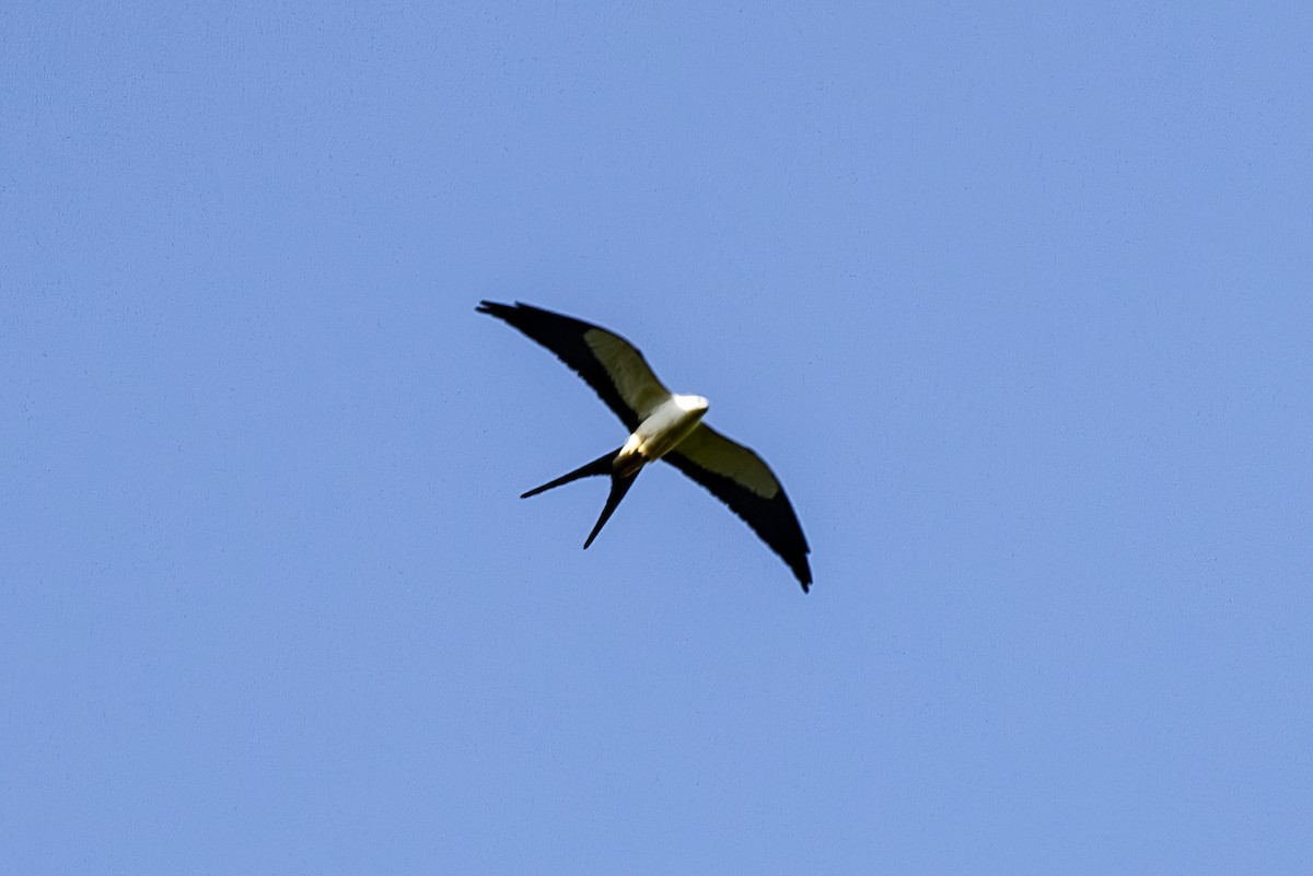 Swallow-tailed Kite - ML616552186