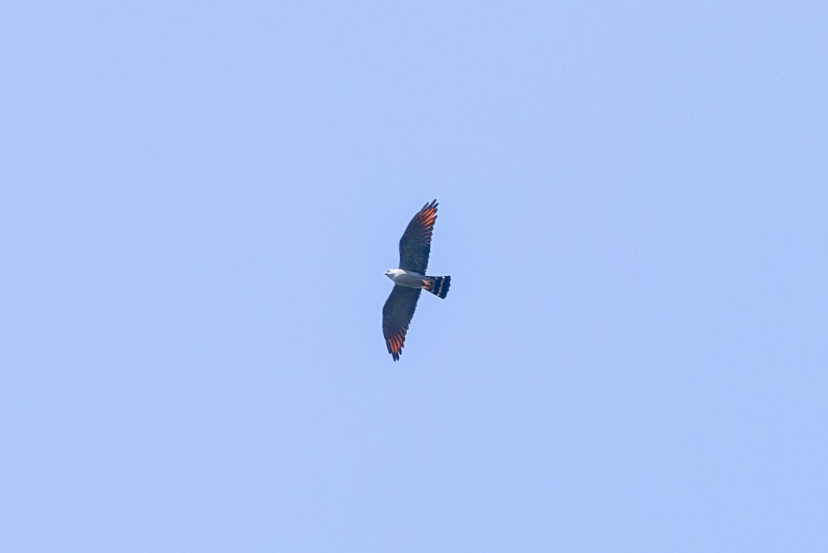 Plumbeous Kite - ML616552194