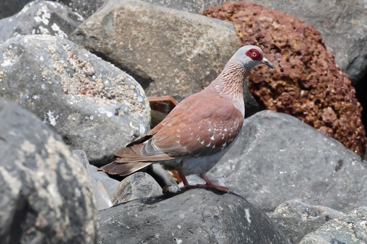Speckled Pigeon - ML616552214