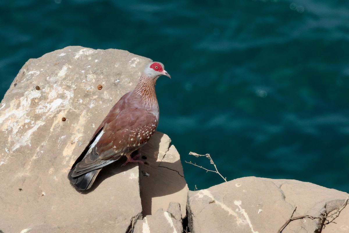 Speckled Pigeon - ML616552215