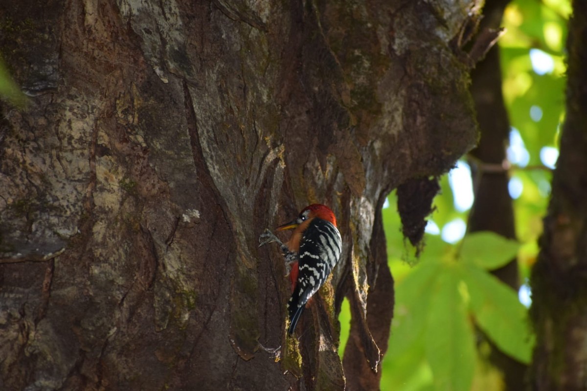 Rufous-bellied Woodpecker - ML616552250