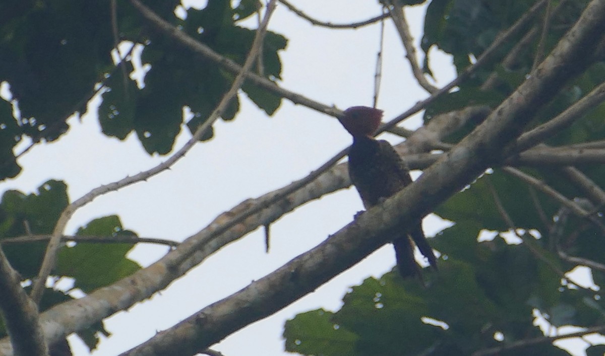 Rufous-headed Woodpecker - Pierre Bonmariage