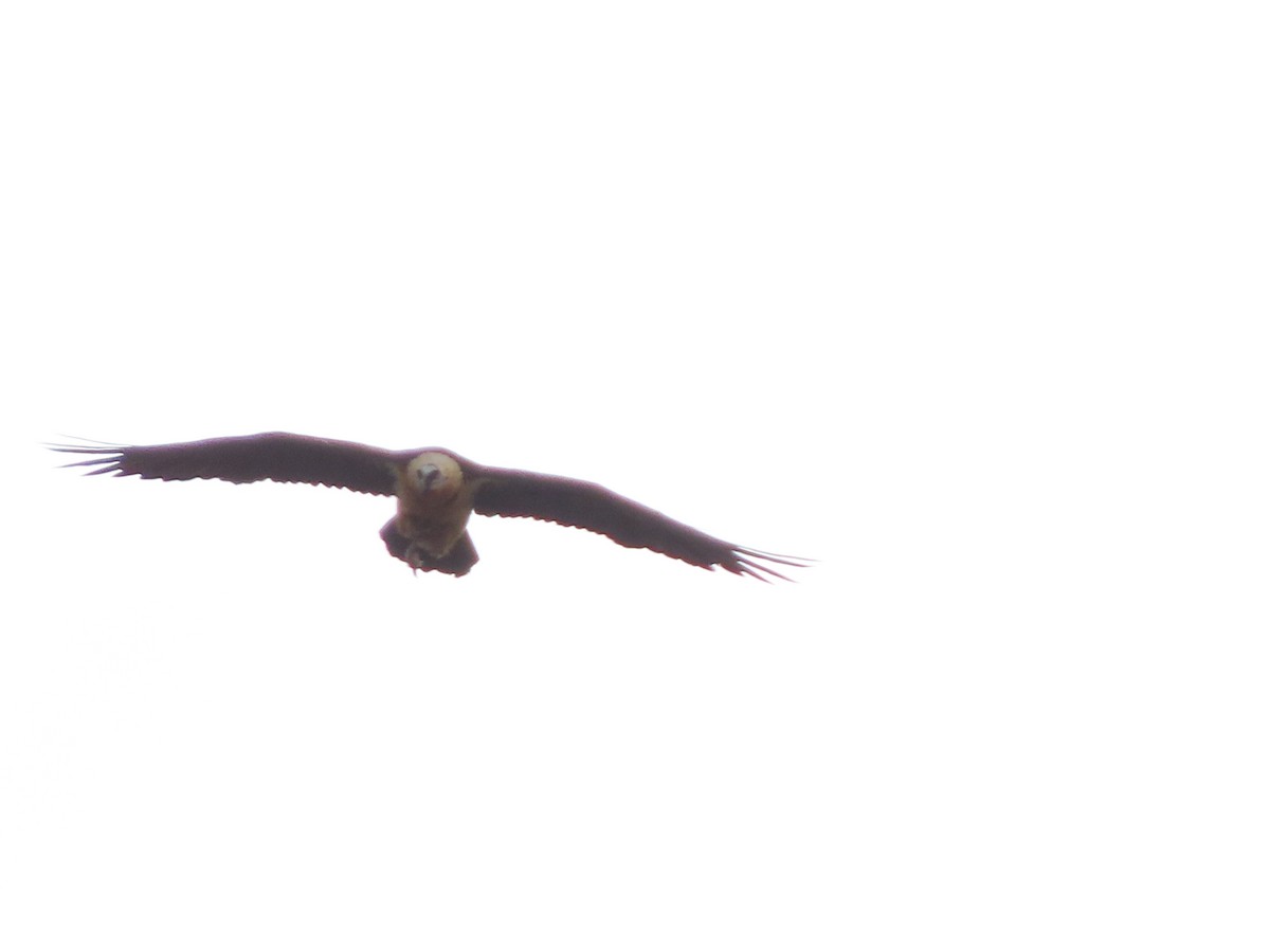 Bearded Vulture - ML616552278