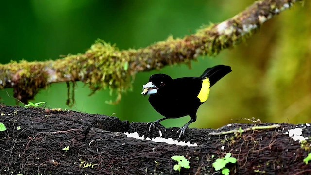 Flame-rumped Tanager (Lemon-rumped) - ML616552293