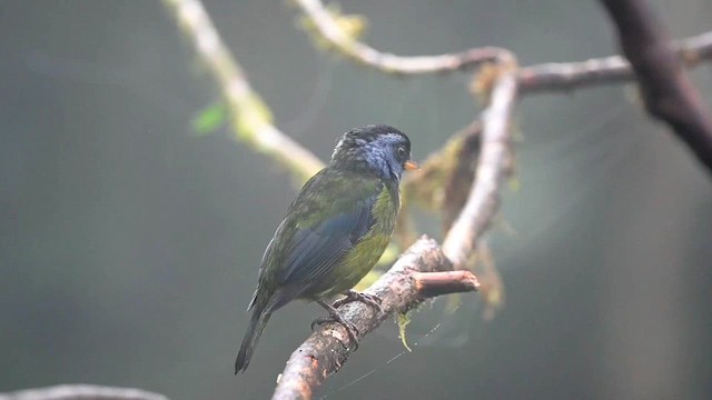 Moss-backed Tanager - ML616552344