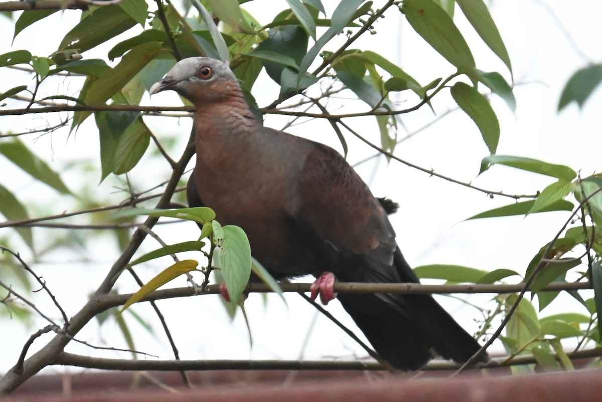 Pale-capped Pigeon - ML616552383