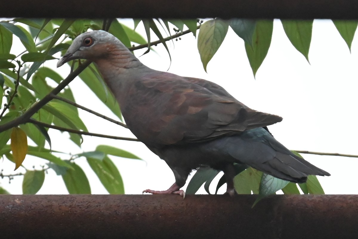 Pale-capped Pigeon - ML616552384
