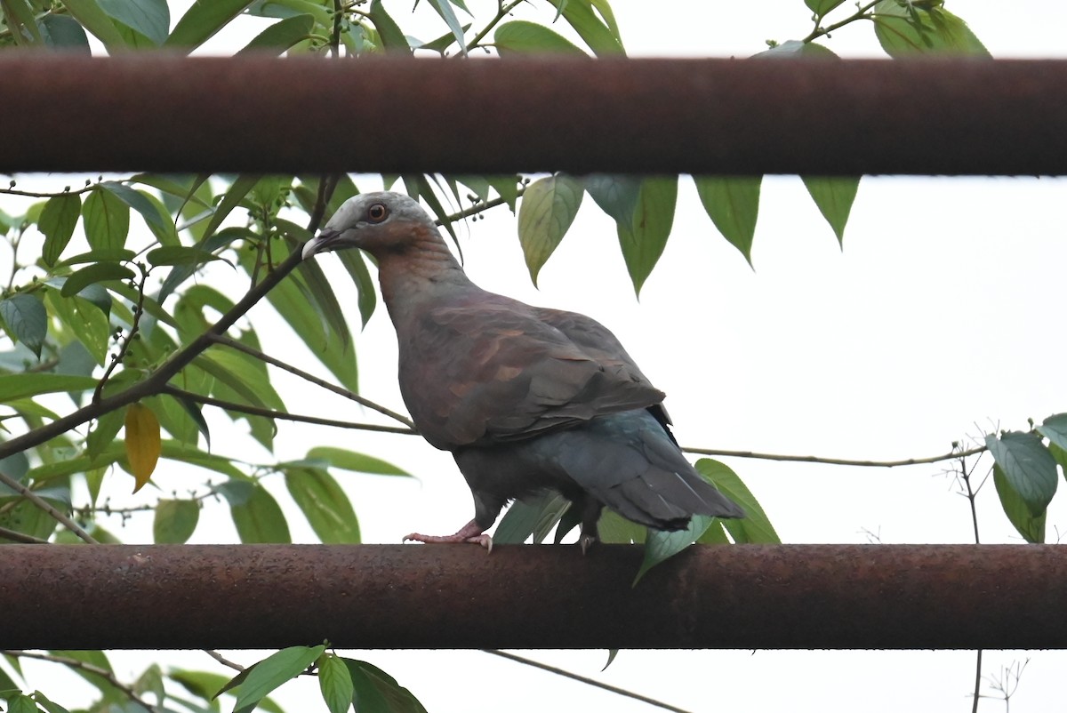 Pale-capped Pigeon - ML616552387