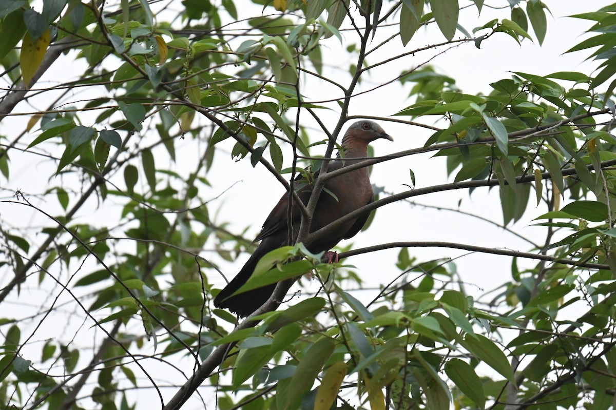 Pale-capped Pigeon - ML616552390