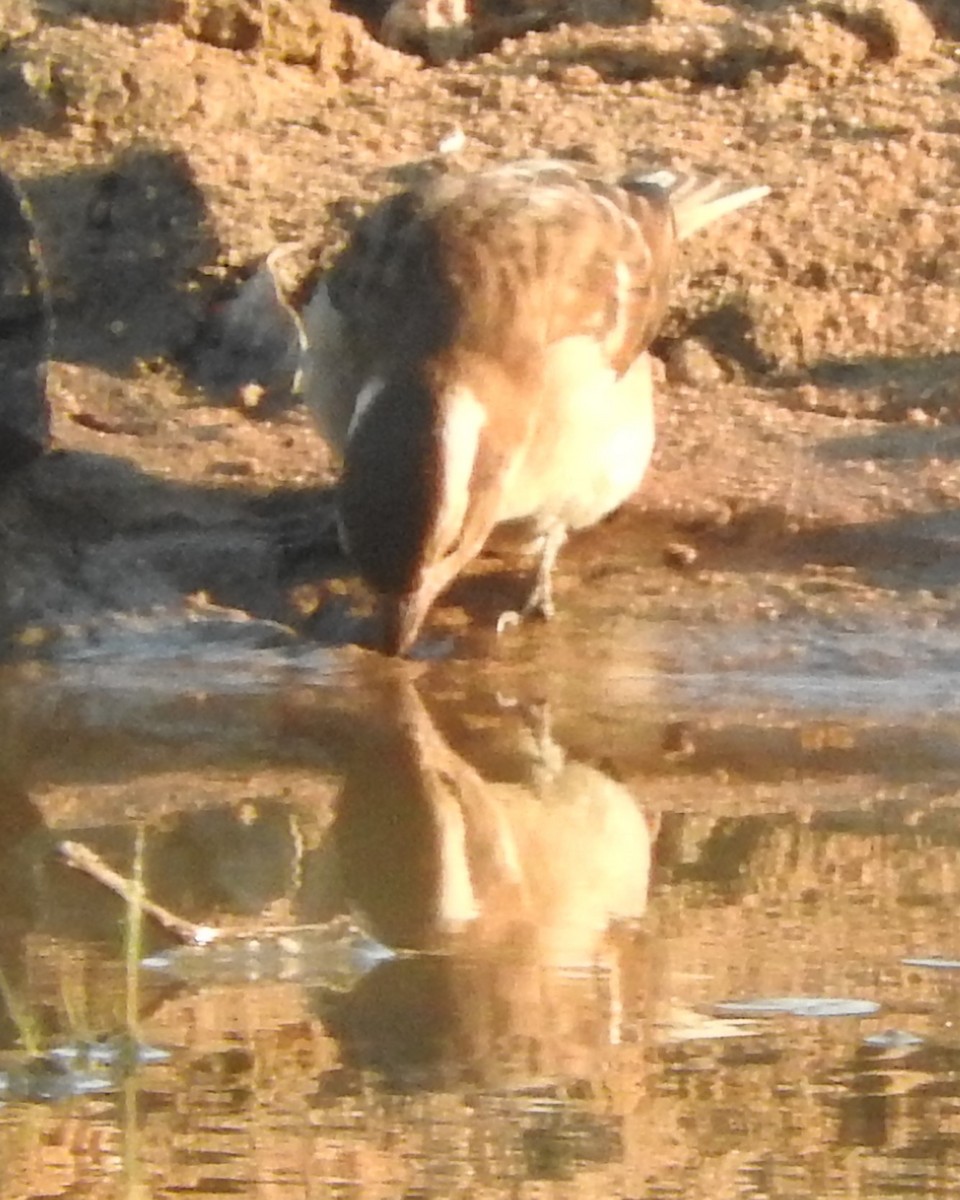 Yellow-throated Bush Sparrow - ML616552407