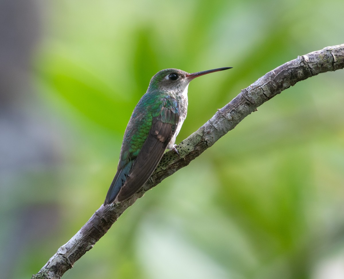 kolibřík Humboldtův - ML616552428