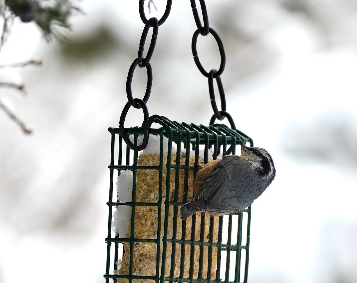 Red-breasted Nuthatch - ML616552433