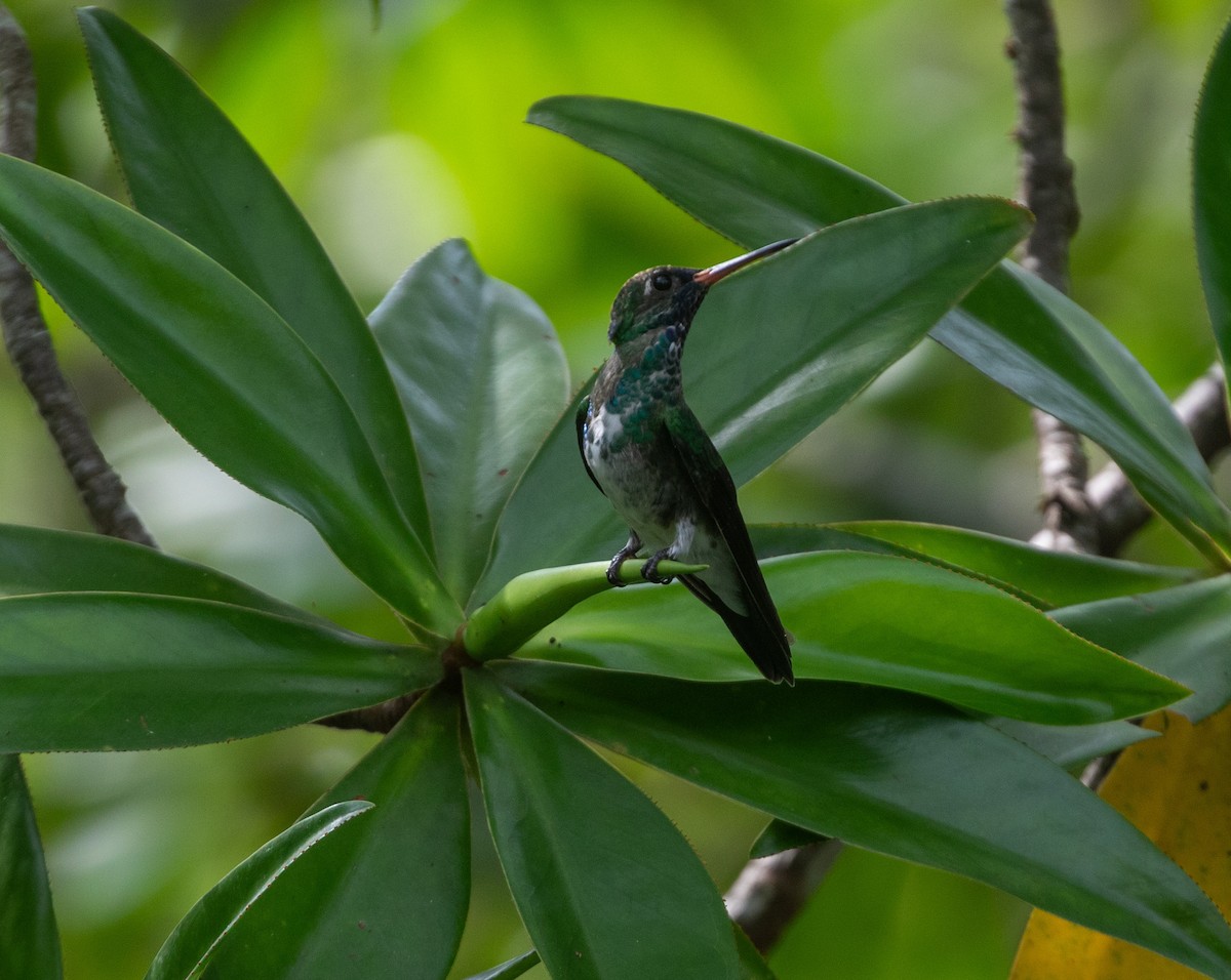 kolibřík Humboldtův - ML616552435