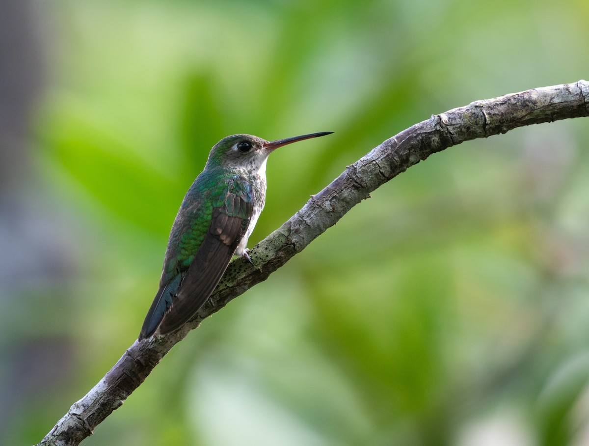 kolibřík Humboldtův - ML616552437