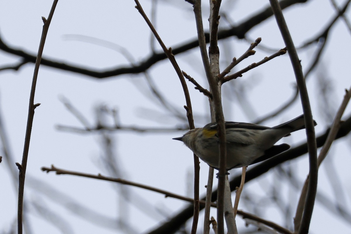 Yellow-rumped Warbler (Myrtle) - ML616552443