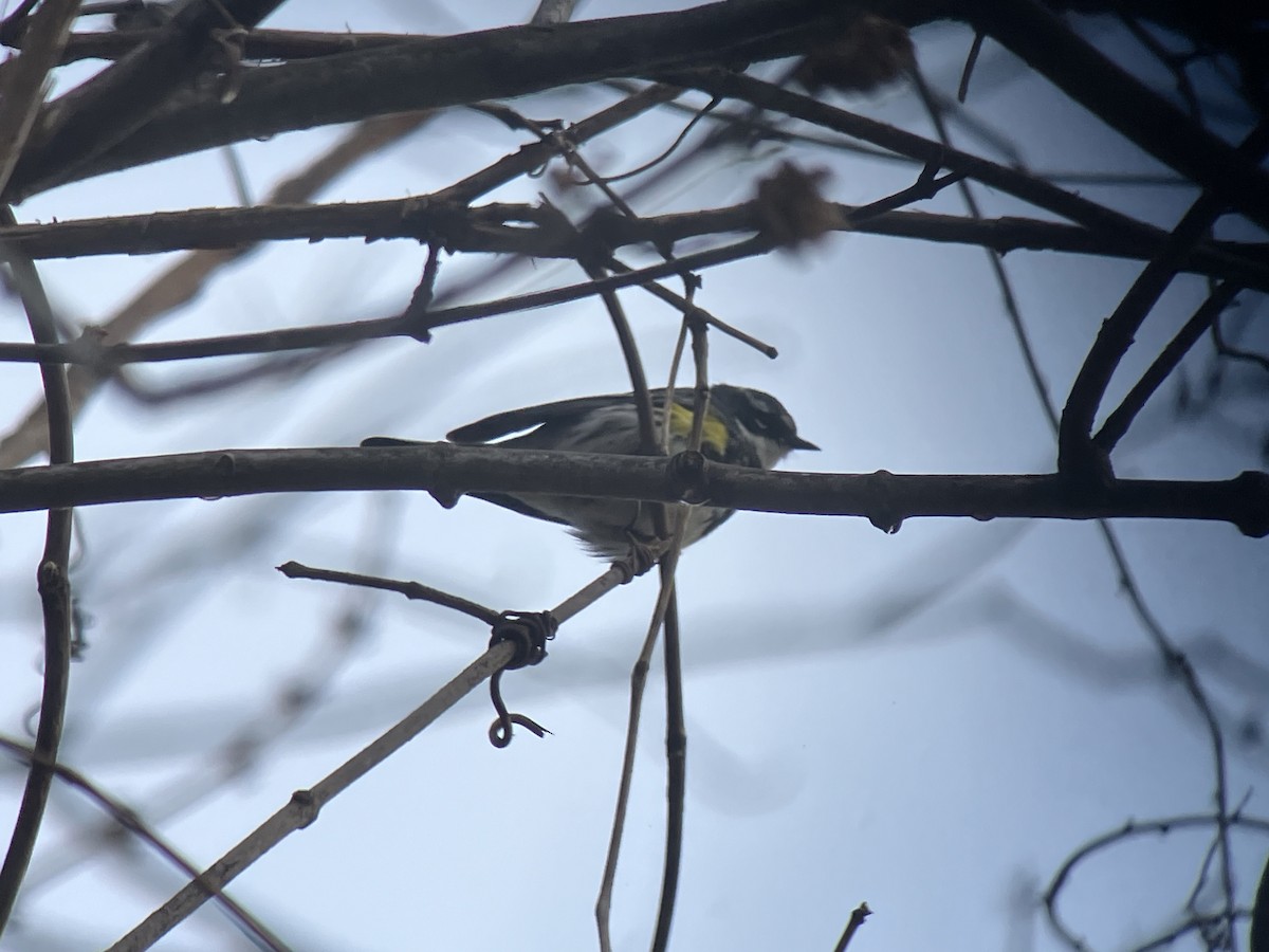 Yellow-rumped Warbler (Myrtle) - ML616552453