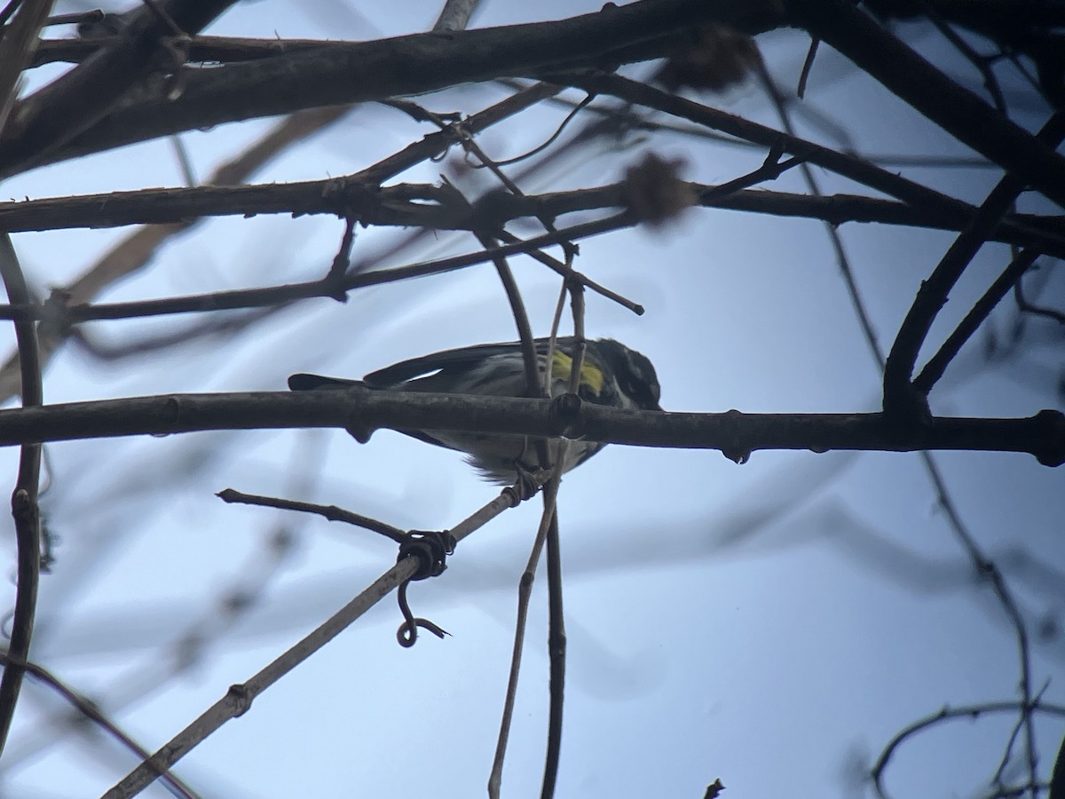 Yellow-rumped Warbler (Myrtle) - ML616552454