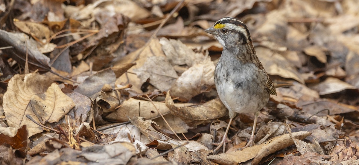White-throated Sparrow - Cal Ellinwood