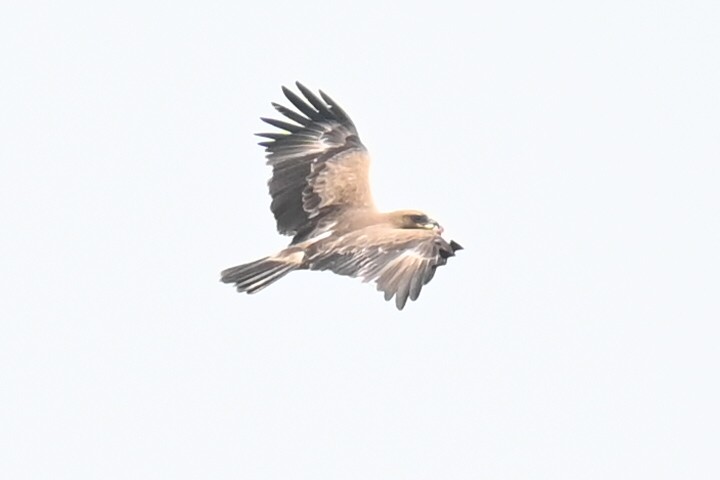 Indian Spotted Eagle - ML616552473